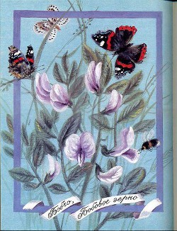 Книга Бобчо, бобовое зерно